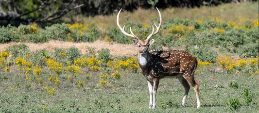 Texas Hill Country: The Premier Destination for Exotic Game Hunting