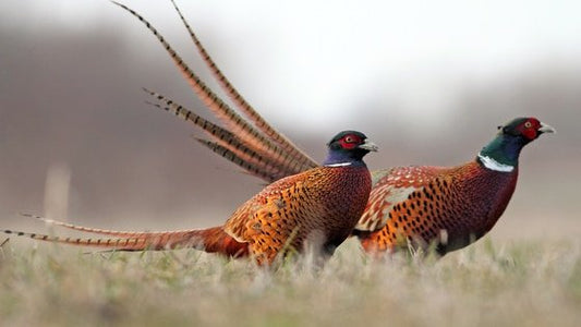 Planning your South Dakota Pheasant Hunt