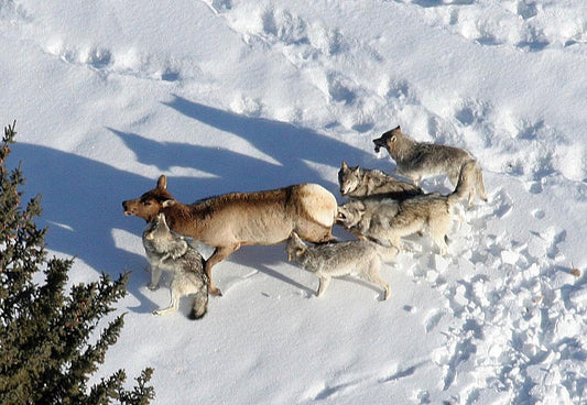 Wolves in Colorado - A Lesson In Terrible Wildlife Management