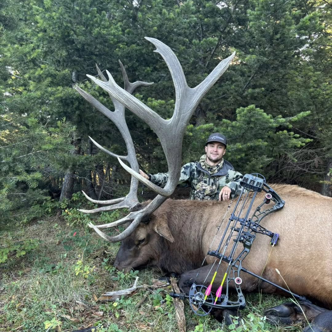 Why Do Some Elk Antlers Appear Grey While Others Are Brown?