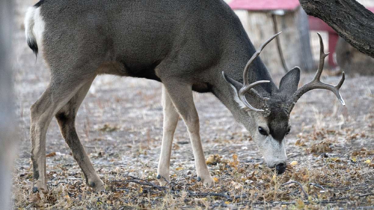 Utah 2026 Big Game Permits: Stewardship in Action