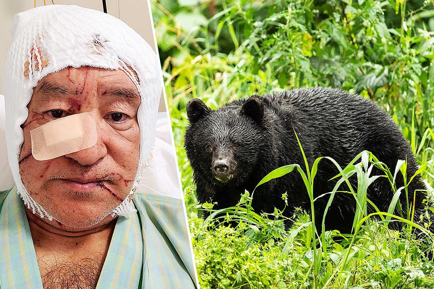 The Weight of Balance: Understanding Japan’s Decision on Bear Management