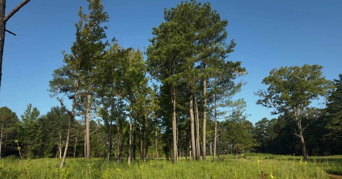 Alabama Black Belt Prairie Gets $17.5 Million for Habitat Restoration