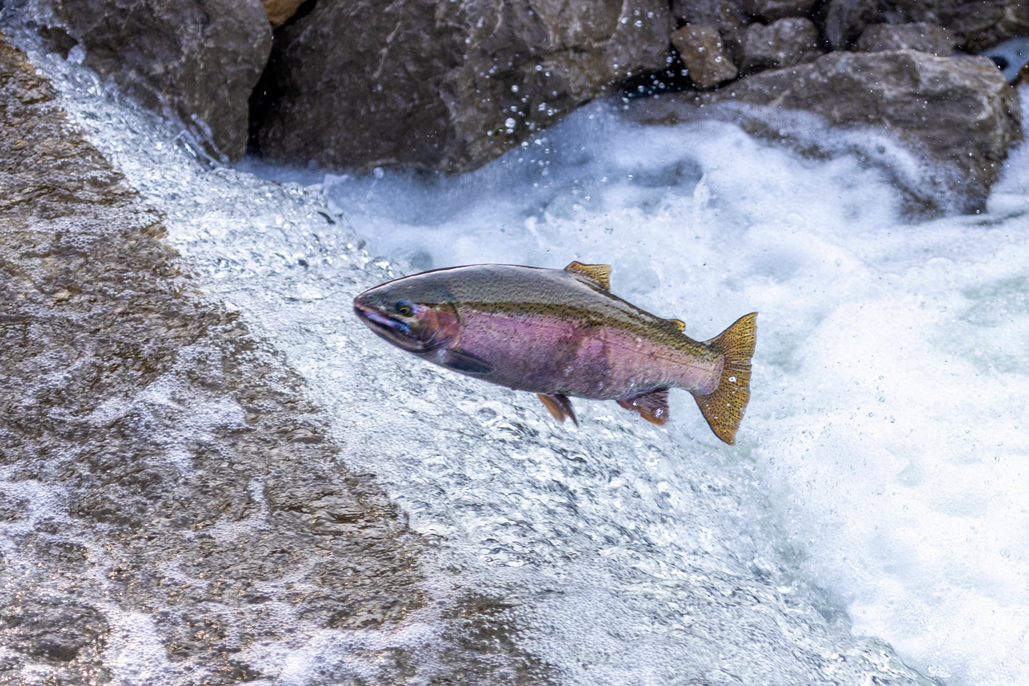 Decades of Work Reopen Alameda Creek for Salmon and Steelhead