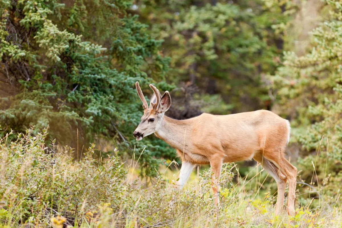 Alaska's First Documented Mule Deer Harvest Raises Native Wildlife Questions