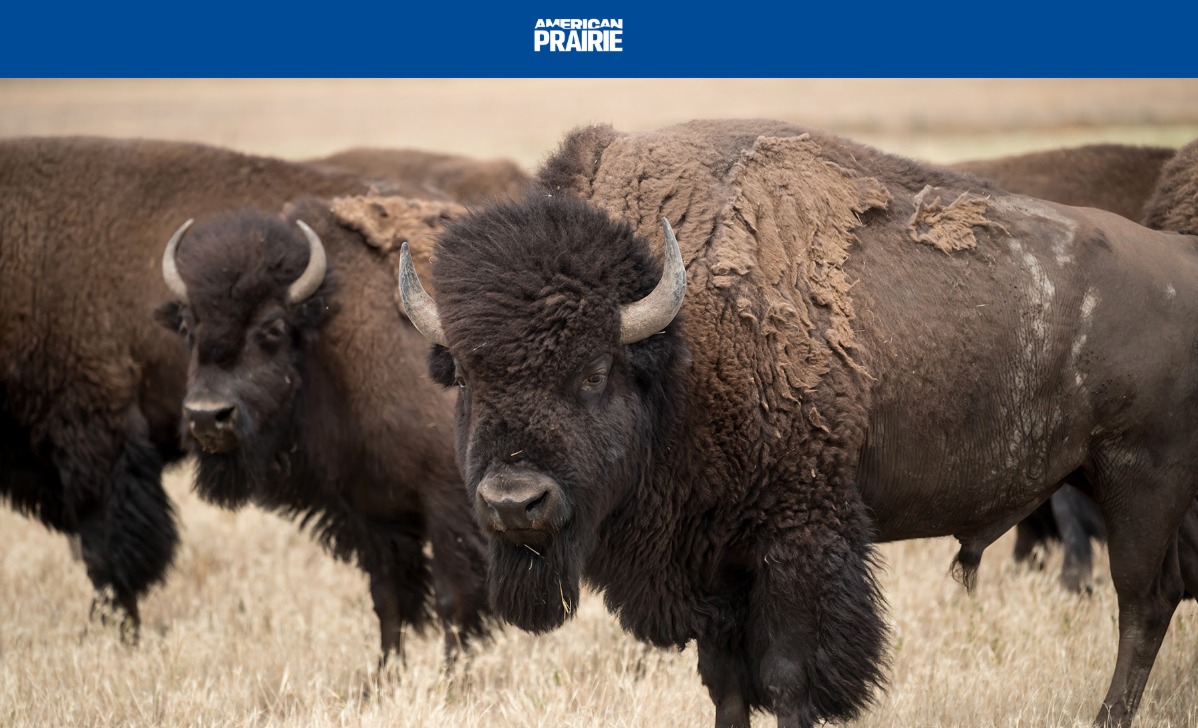American Prairie Bison Hunt Canceled After BLM Grazing Permit Decision