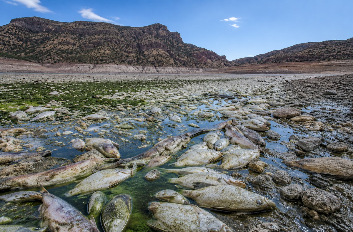 San Carlos Lake Closure Shows How Fast Drought Can Wipe Out a Fishery
