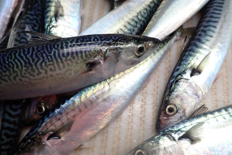NOAA Cooperative Research Tracks Atlantic Mackerel Shifts Under Changing Ocean Conditions