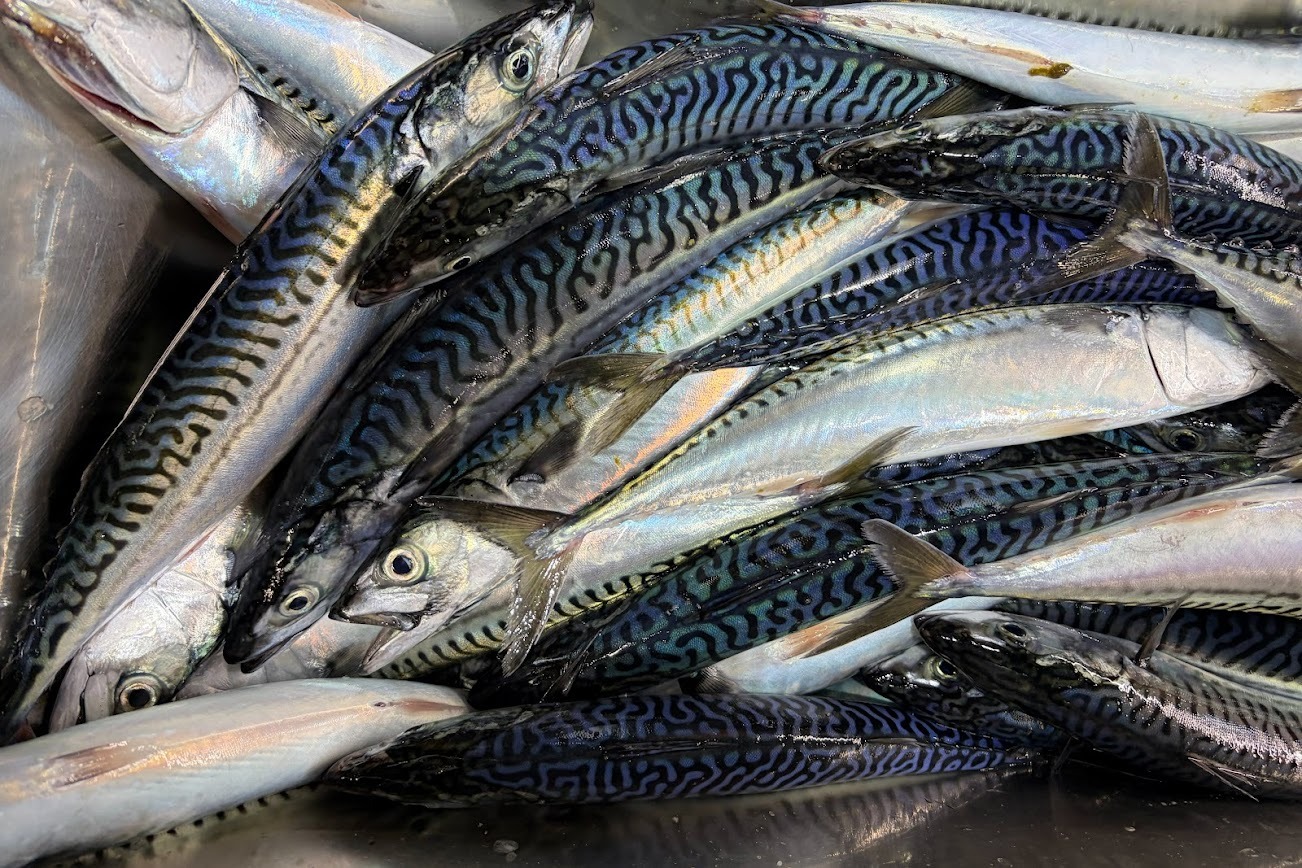 NOAA Fisheries Puts $2.3 Million Into Atlantic Mackerel Research With Fishing Industry