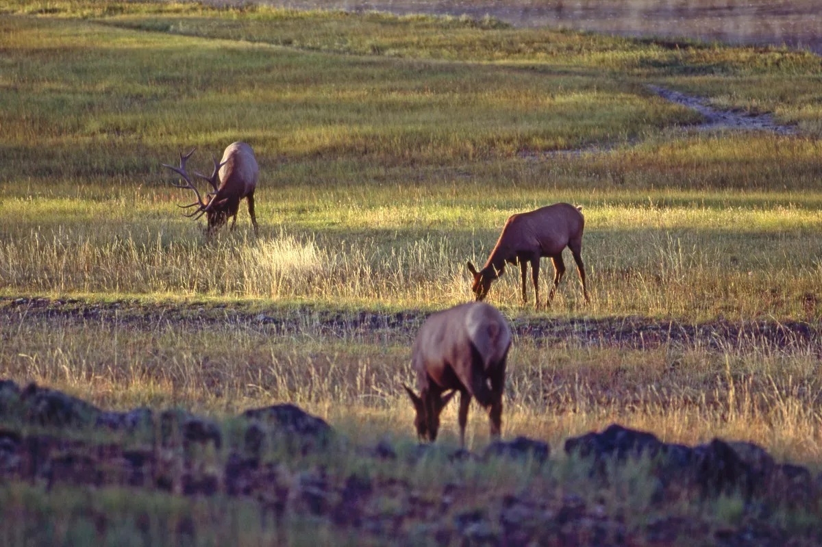 BLM Grazing Proposal Raises Hard Questions About Elk, Habitat, and Public Range