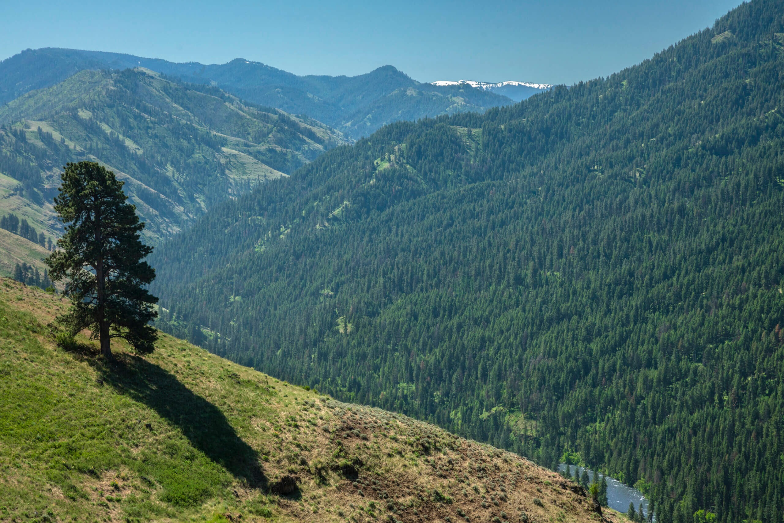 Blue Mountains Elk Initiative Marks 35 Years of Habitat Work