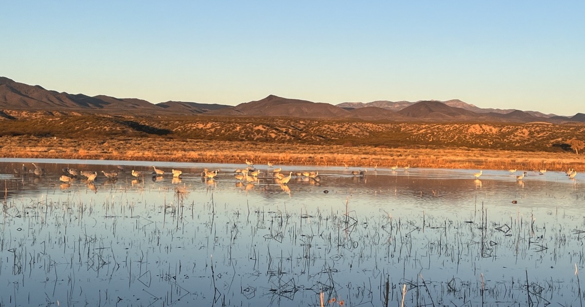 USFWS Opens Comment Period on Bosque del Apache Guiding Permit Fees