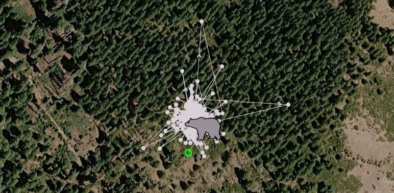 California Bear Release Success Shows Wildlife Management Is More Than Sentiment