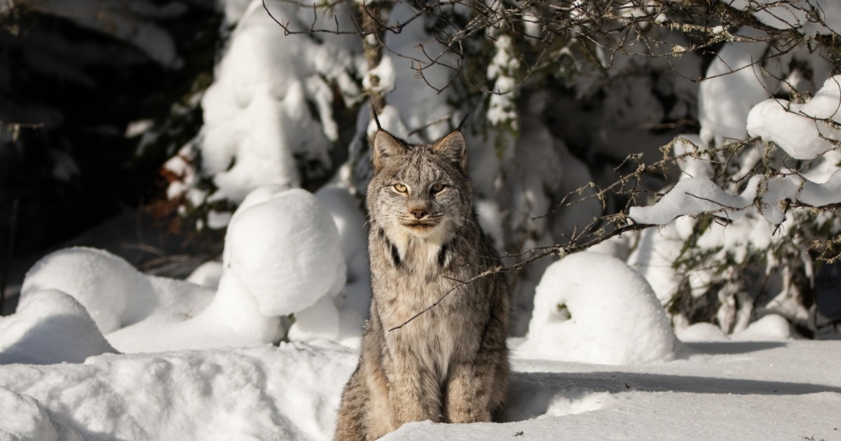 USFWS Revises Canada Lynx Critical Habitat Across Four Western States