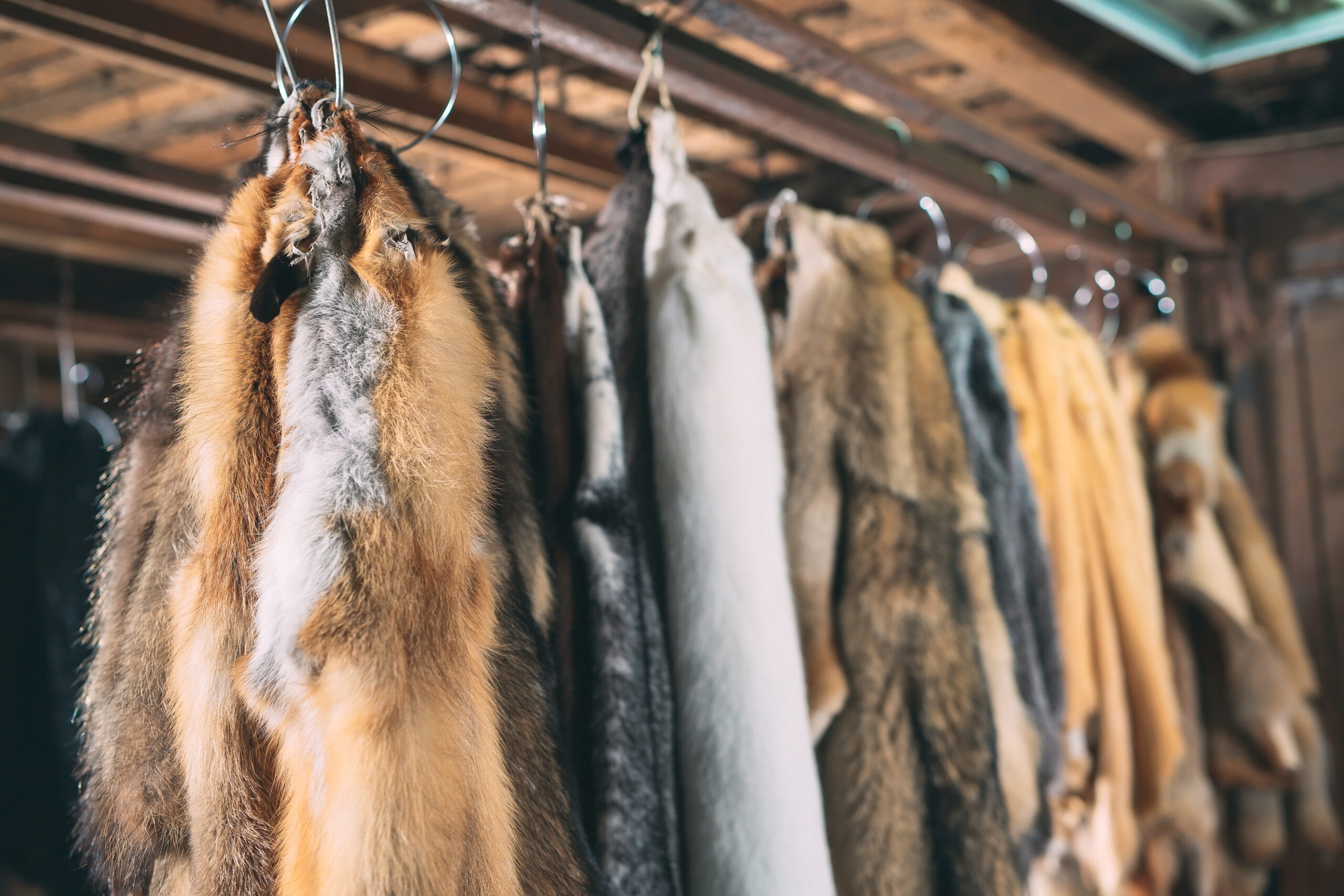 Colorado CPW Meeting Puts Furbearer Rules and Fur Sales in the Spotlight