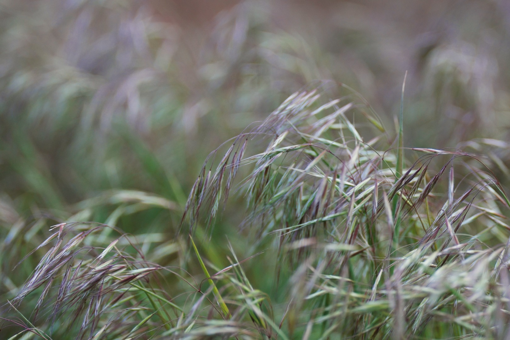 Colorado Cheatgrass Work Targets Mule Deer Habitat on the Eastern Plains