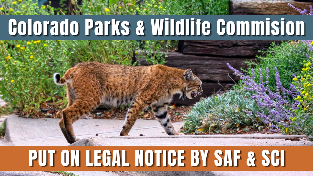 Colorado Commission Put on Legal Notice Over Two-Furbearer Bag Limit