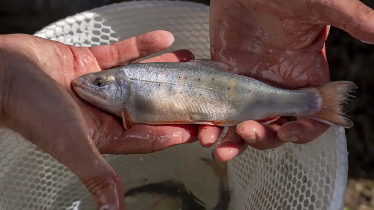 Colorado’s YY Brook Trout Project Takes an Aggressive Swing for Native Cutthroat