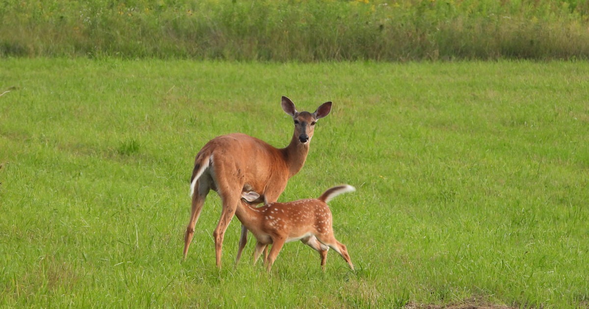 CWD Research Raises New Questions About Fawn Survival in Whitetail Herds