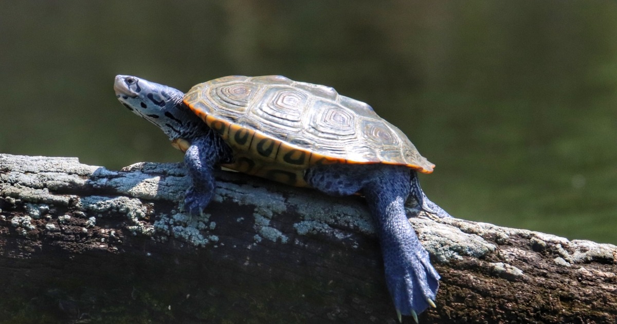 USFWS Opens Diamondback Terrapin ESA Status Review