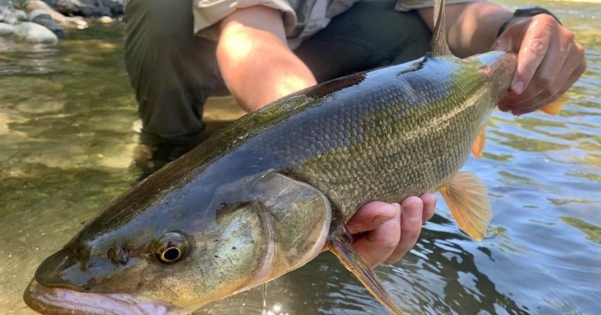 California Derby Pays Anglers to Remove Invasive Pikeminnows from the Eel River