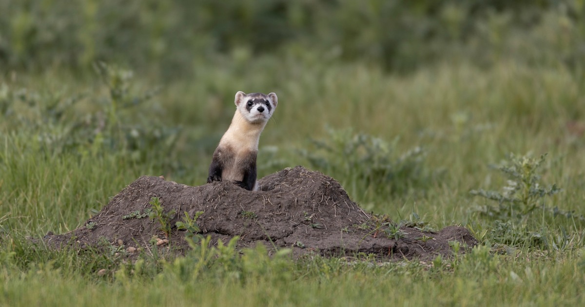 Recent Endangered Species Act Changes Put Habitat Decisions Back in the Spotlight