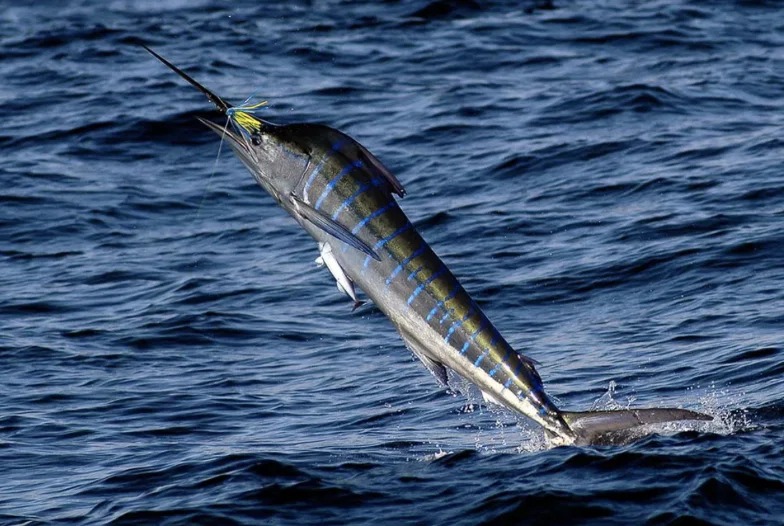 New Research Points to Faster Marlin Species Identification