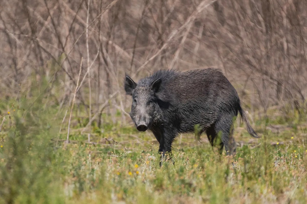 Research Raises New Concerns About Feral Hogs Spreading CWD Prions