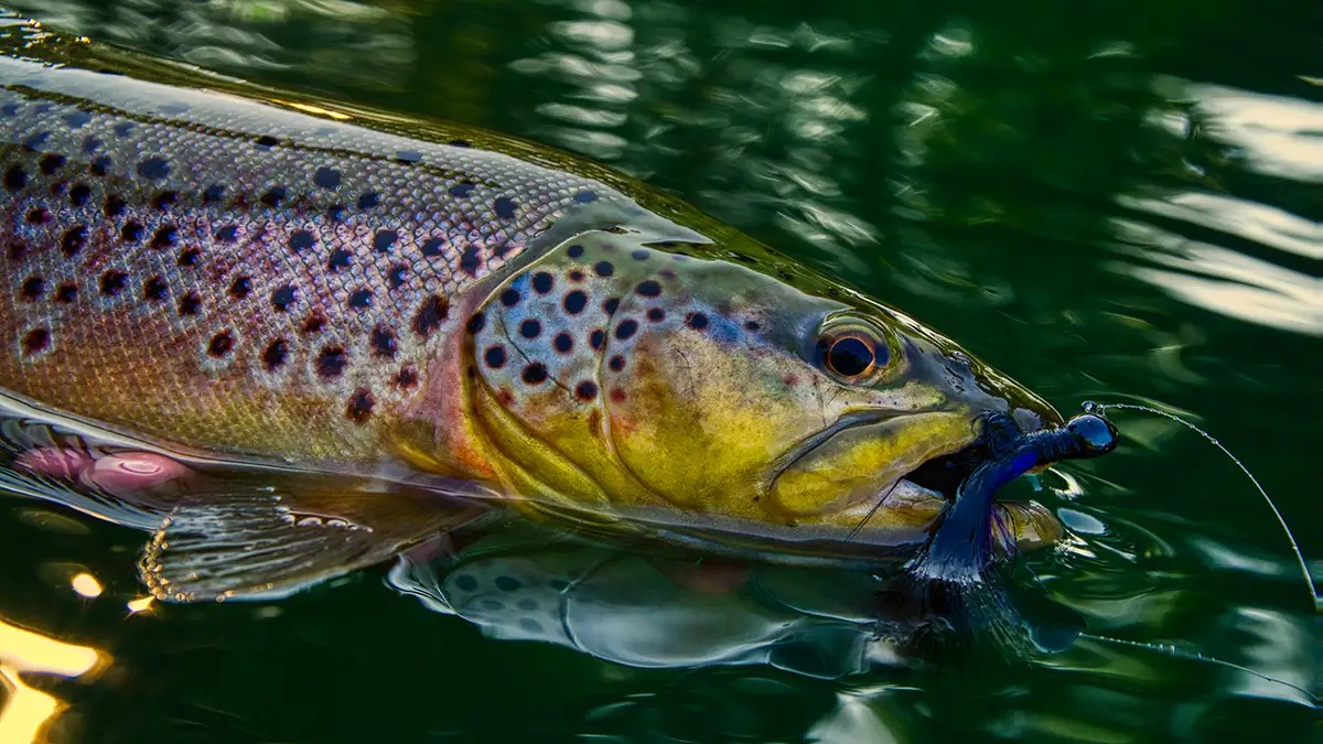 Invasive Brown Trout in the Flathead Drainage Put Native Trout and a World-Class Fishery on Alert