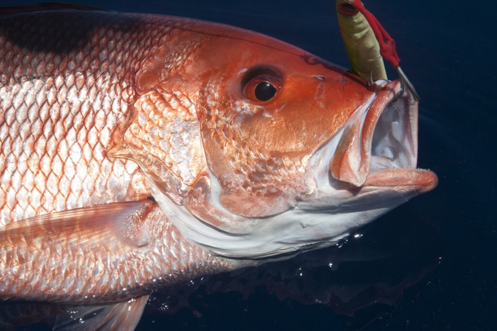 Florida Atlantic Red Snapper Closure Hit Fishing Businesses With Almost No Warning