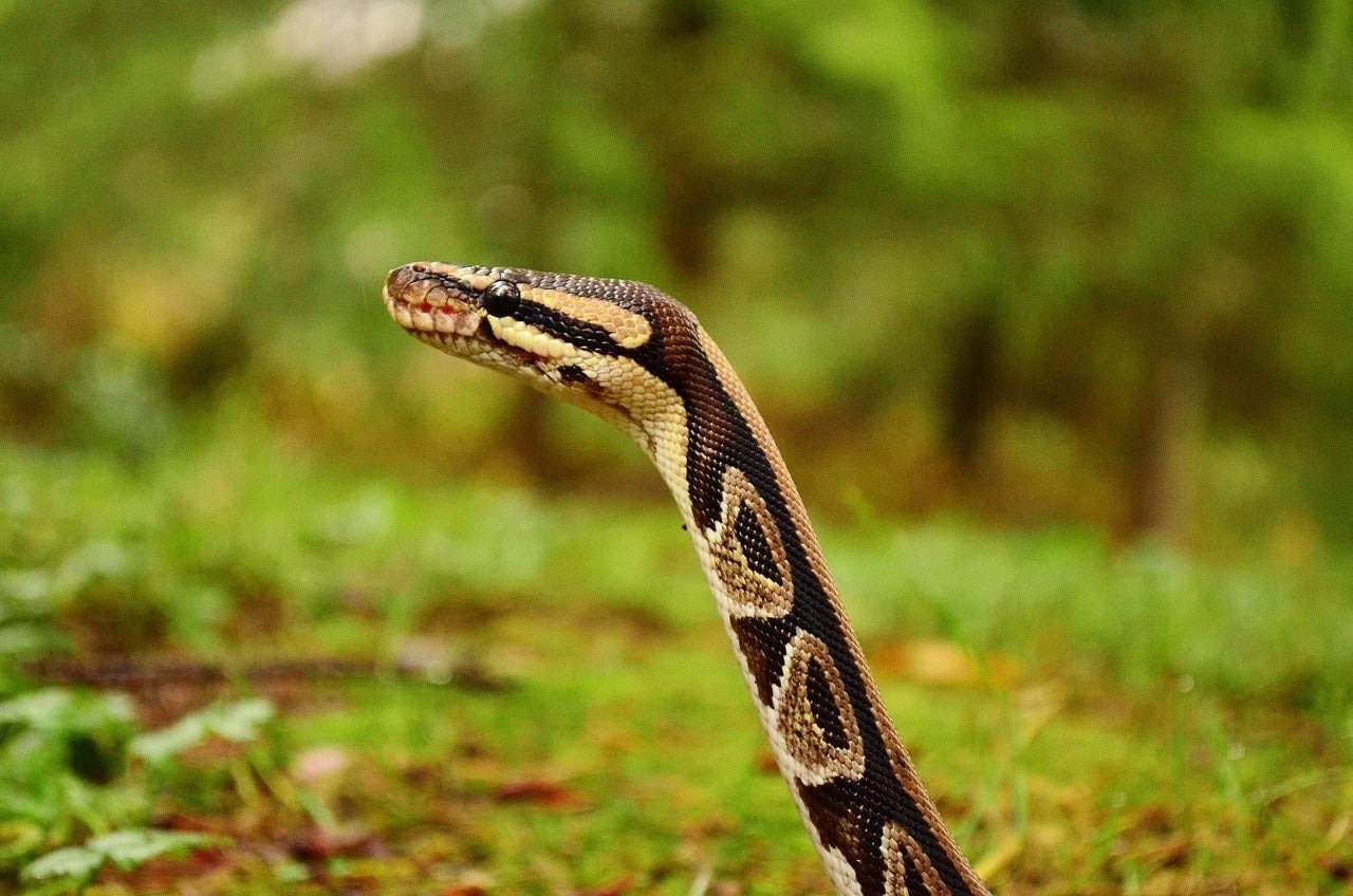 Burmese Pythons Establish a New Breeding Foothold in Southwest Florida