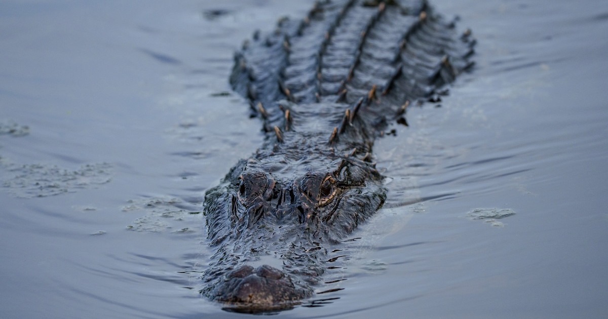 Florida Fatal Alligator Attack Leads to Two Large Gators Removed