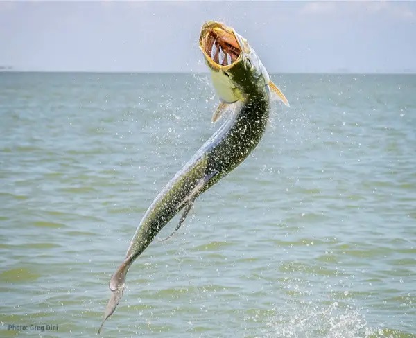 Florida Keys Tarpon Survey Shows Why Angler Knowledge Matters in Fisheries Management