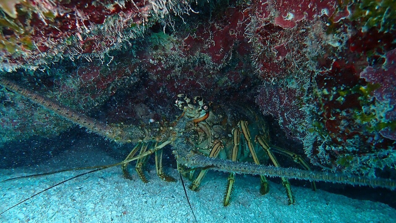 Florida Lobster Diving Dispute Leads to Attempted Murder Charge