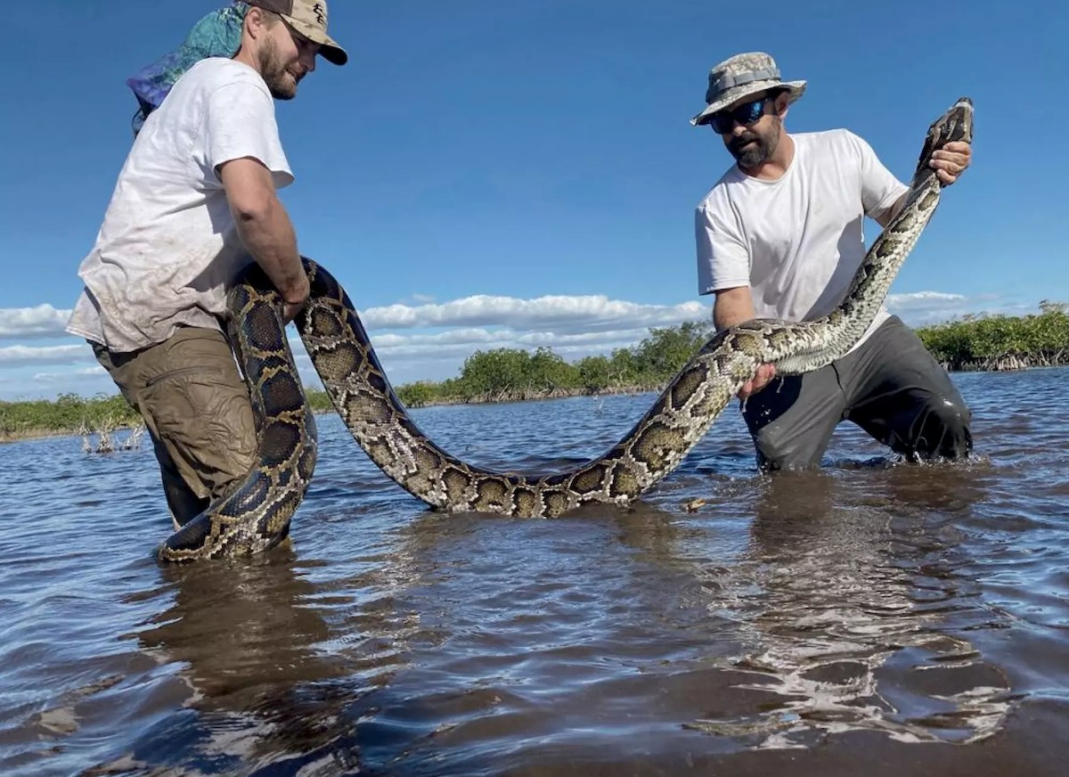 Florida Python Challenge Sends Hunters After Invasive Everglades Pythons