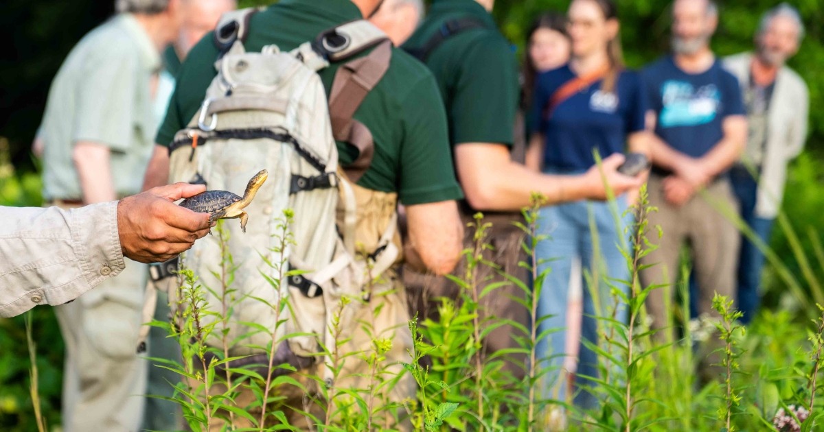 Great Meadows Releases Second-Generation Headstarted Blanding’s Turtles