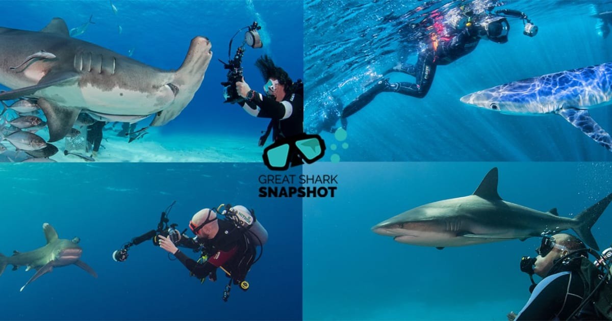 Great Shark Snapshot Calls Divers to Log Sharks and Rays This July