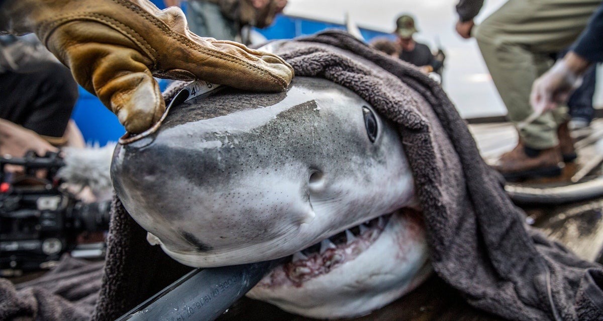 Study Shows Gulf Is Regular Winter Habitat for Great White Sharks