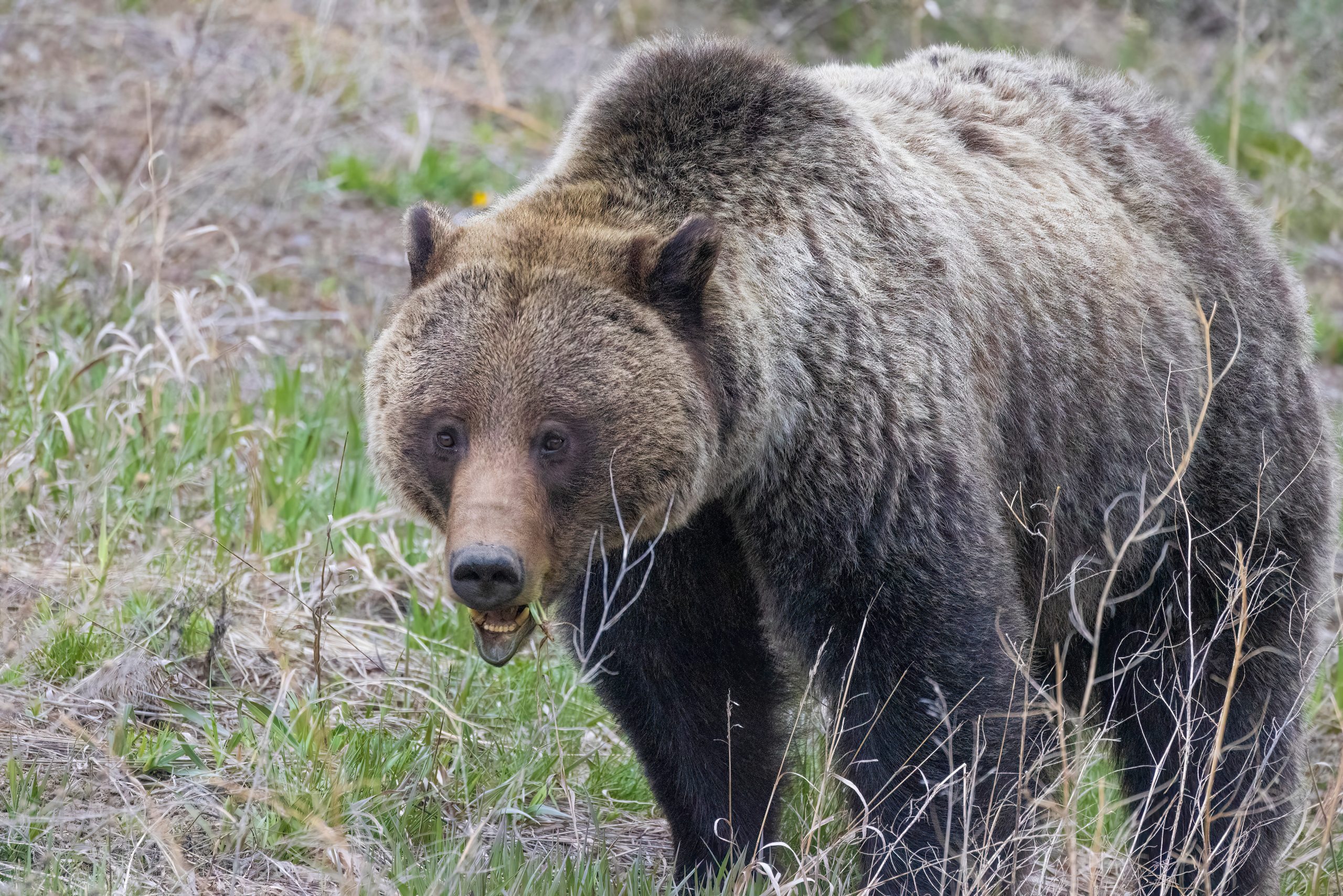Proposed Grizzly 4(d) Rule Would Move More Management Toward States and Tribes