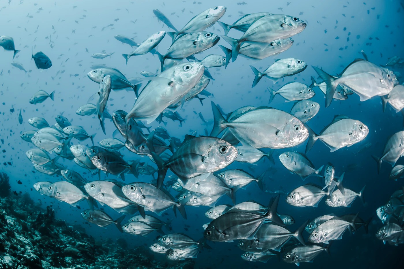 Hawaii Spearfishing Safety Legislation Puts Diver Visibility in Focus