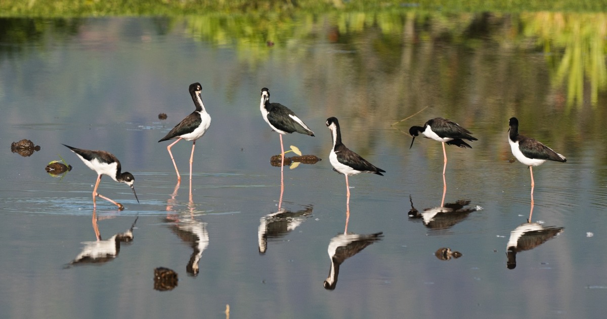 Hawaiian Stilt Downlisting Shows Recovery Still Needs Active Management