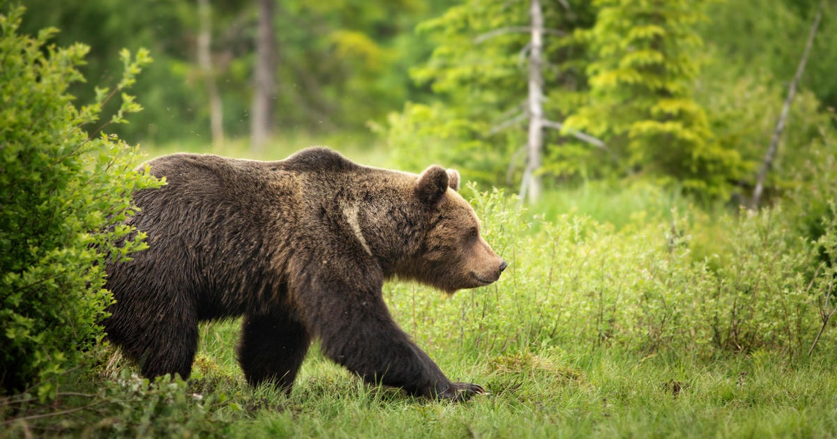 Hunter Shoots Charging Grizzly in Defense of Life Near Cave Falls Road