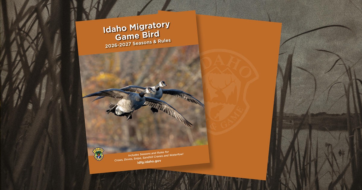 Idaho Releases 2026-27 Migratory Game Bird Seasons and Rules Online