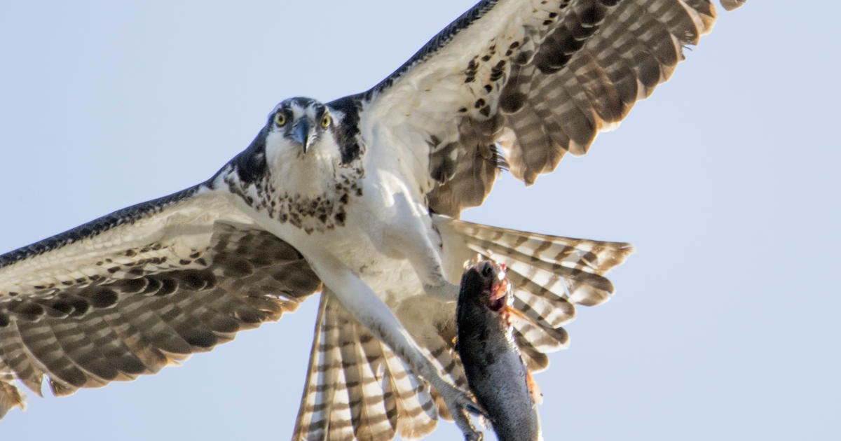 Idaho Birding Walks at Edson Fichter Put Families Close to Real Wildlife