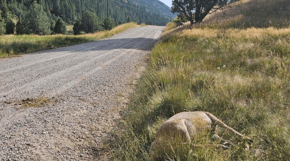 Idaho Officers Seek Tips After Two Mule Deer Does Are Shot and Wasted