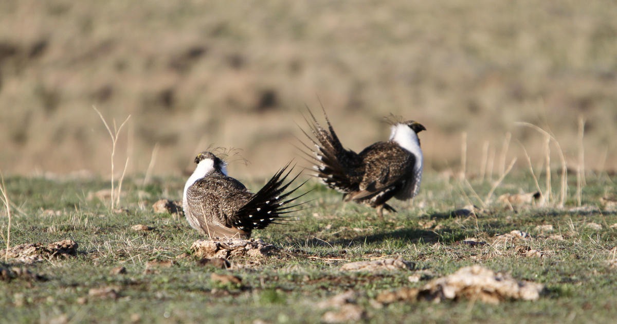 Idaho Sage-Grouse Proposal Shows How Hunters Fit Into Real Wildlife Management