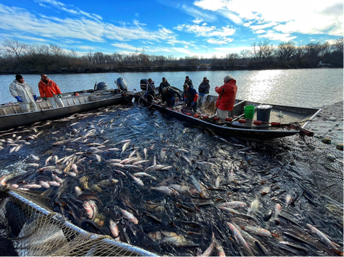 Hundreds of Juvenile Silver Carp Found 80 Miles from Lake Michigan
