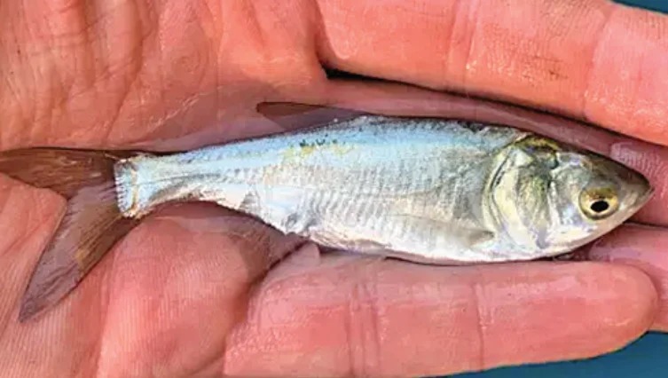 Juvenile Silver Carp Found Farther North in the Illinois River