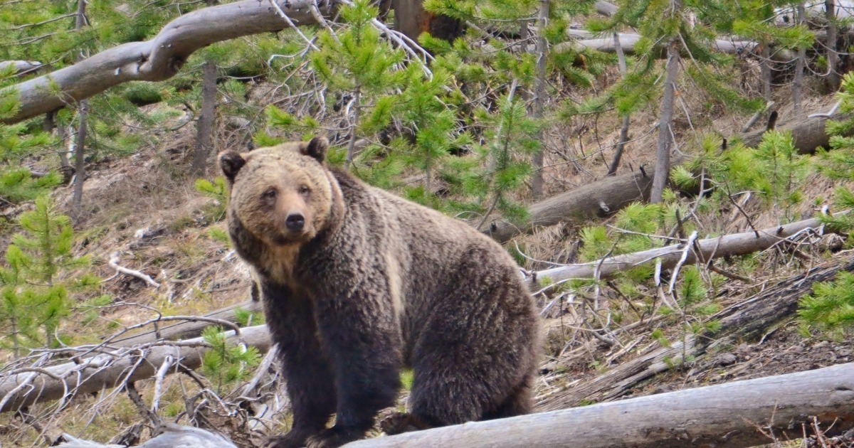 Interior Proposes More State Flexibility for Western Grizzly Bear Management
