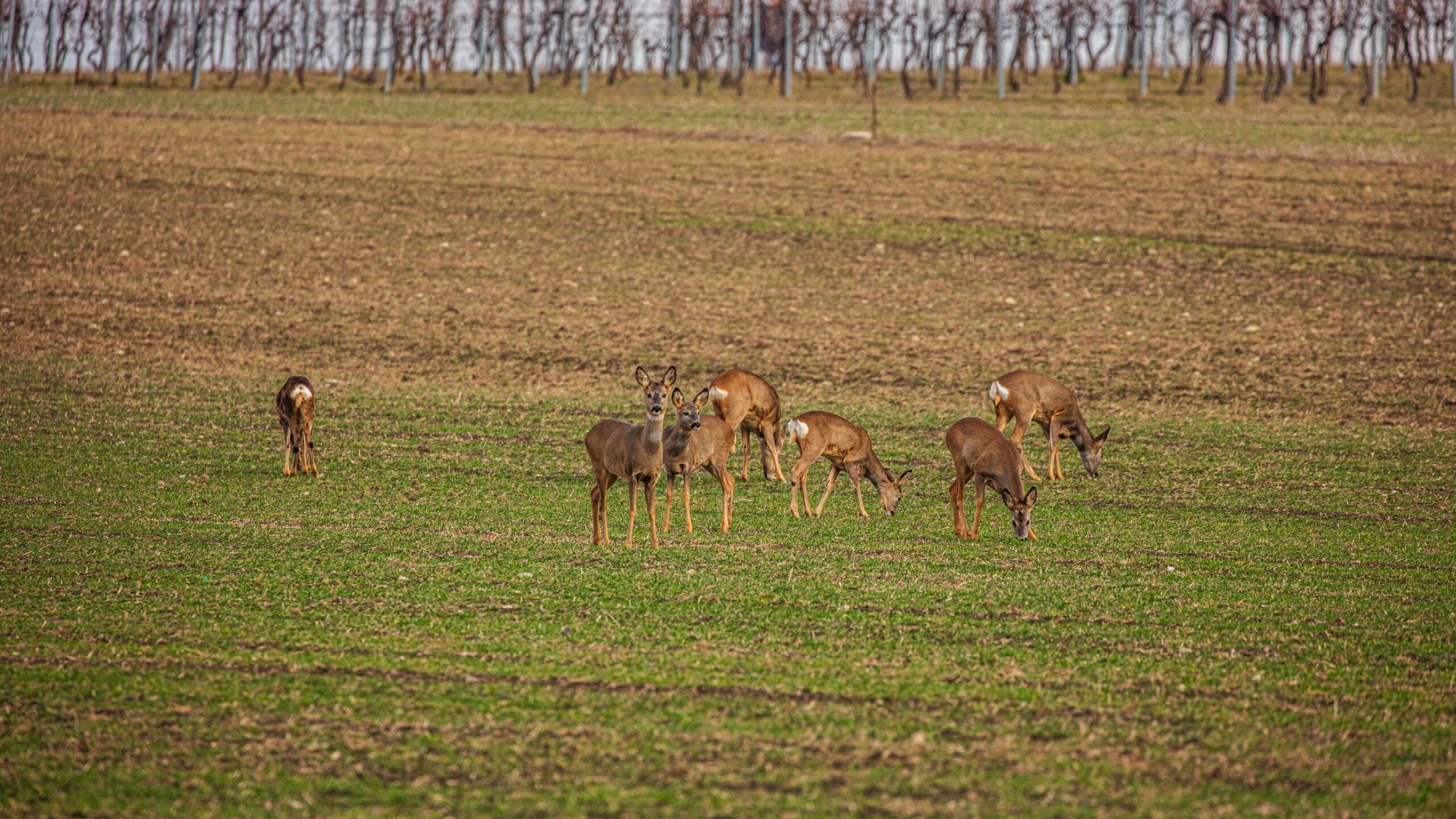 Iowa DNR Meeting Puts Antlerless Deer Quotas and Public Land Projects on the Table